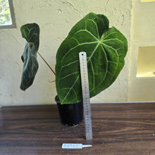 Load image into Gallery viewer, #R89 Large Anthurium Magnificum x