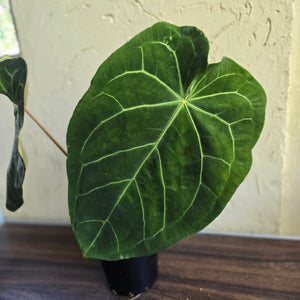 #R89 Large Anthurium Magnificum x