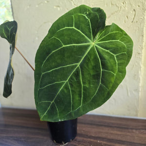 #R89 Large Anthurium Magnificum x