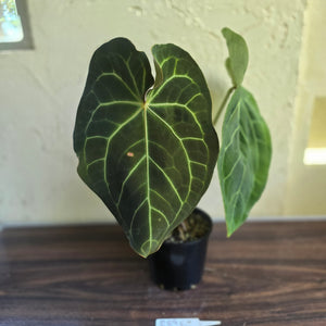 #R89 Large Anthurium Magnificum x