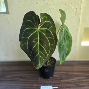 #R89 Large Anthurium Magnificum x