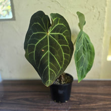 Load image into Gallery viewer, #R89 Large Anthurium Magnificum x
