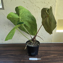 Load image into Gallery viewer, #R89 Large Anthurium Magnificum x