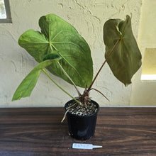 Load image into Gallery viewer, #R89 Large Anthurium Magnificum x