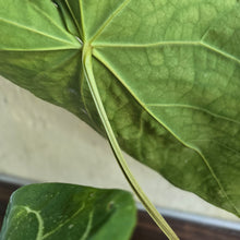 Load image into Gallery viewer, #R89 Large Anthurium Magnificum x