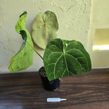 Load image into Gallery viewer, #R89 Large Anthurium Magnificum x