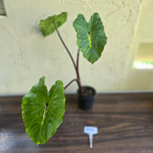 Load image into Gallery viewer, #R45 Colocasia White Lava