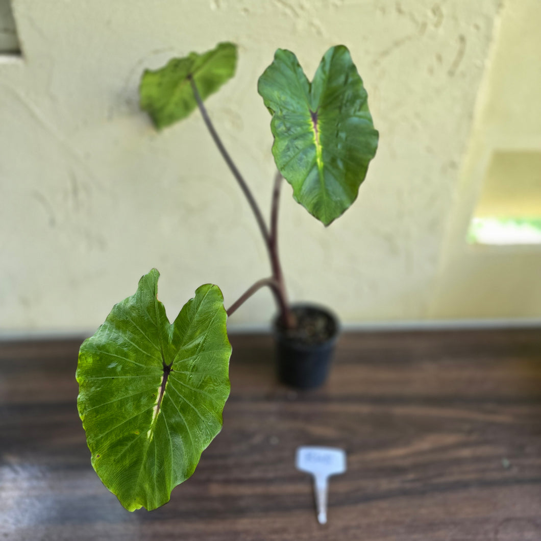 #R45 Colocasia White Lava