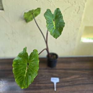 #R45 Colocasia White Lava