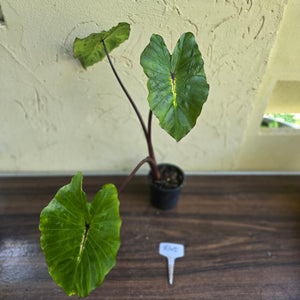 #R45 Colocasia White Lava