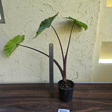 Load image into Gallery viewer, #R45 Colocasia White Lava
