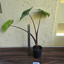 Load image into Gallery viewer, #R45 Colocasia White Lava