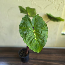 Load image into Gallery viewer, #R45 Colocasia White Lava