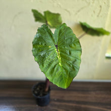 Load image into Gallery viewer, #R45 Colocasia White Lava
