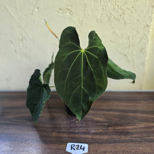 #R24 Large Flowering Anthurium Papillilaminum x