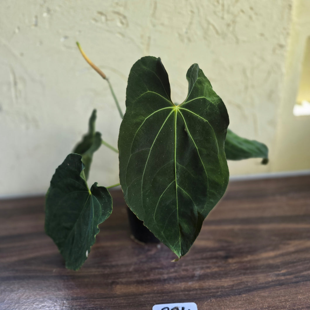 #R24 Large Flowering Anthurium Papillilaminum x