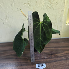 Load image into Gallery viewer, #R24 Large Flowering Anthurium Papillilaminum x