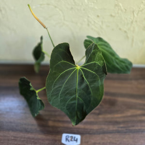 #R24 Large Flowering Anthurium Papillilaminum x