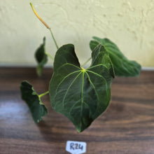 Load image into Gallery viewer, #R24 Large Flowering Anthurium Papillilaminum x