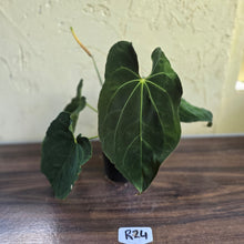 Load image into Gallery viewer, #R24 Large Flowering Anthurium Papillilaminum x