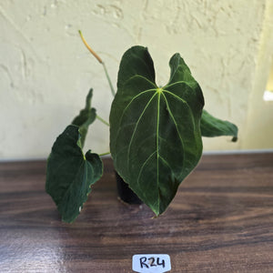 #R24 Large Flowering Anthurium Papillilaminum x