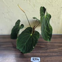 Load image into Gallery viewer, #R24 Large Flowering Anthurium Papillilaminum x