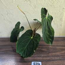 Load image into Gallery viewer, #R24 Large Flowering Anthurium Papillilaminum x
