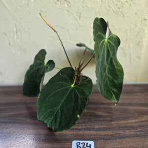 #R24 Large Flowering Anthurium Papillilaminum x