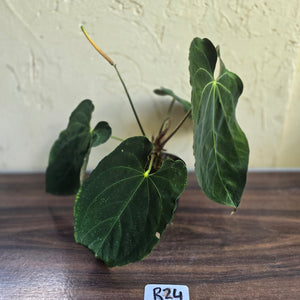 #R24 Large Flowering Anthurium Papillilaminum x