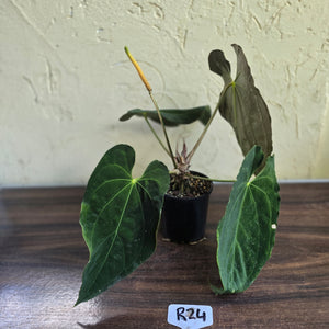 #R24 Large Flowering Anthurium Papillilaminum x