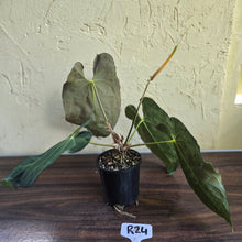 Load image into Gallery viewer, #R24 Large Flowering Anthurium Papillilaminum x
