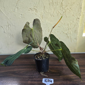 #R24 Large Flowering Anthurium Papillilaminum x