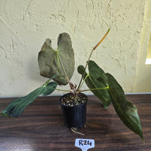 Load image into Gallery viewer, #R24 Large Flowering Anthurium Papillilaminum x