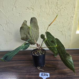 #R24 Large Flowering Anthurium Papillilaminum x