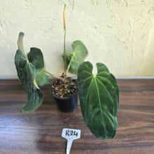 Load image into Gallery viewer, #R24 Large Flowering Anthurium Papillilaminum x
