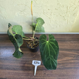 #R24 Large Flowering Anthurium Papillilaminum x