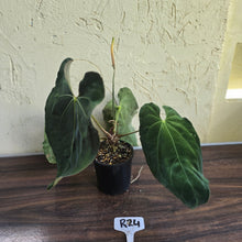 Load image into Gallery viewer, #R24 Large Flowering Anthurium Papillilaminum x