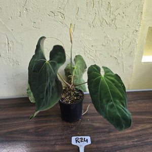 #R24 Large Flowering Anthurium Papillilaminum x