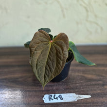 Load image into Gallery viewer, #R48 Anthurium Dark Complex x Luxurians