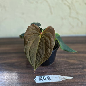#R48 Anthurium Dark Complex x Luxurians