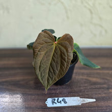 Load image into Gallery viewer, #R48 Anthurium Dark Complex x Luxurians