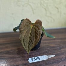 Load image into Gallery viewer, #R48 Anthurium Dark Complex x Luxurians