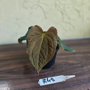 #R48 Anthurium Dark Complex x Luxurians