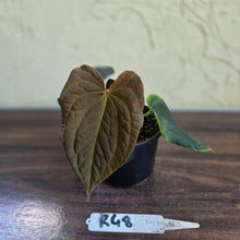 Load image into Gallery viewer, #R48 Anthurium Dark Complex x Luxurians