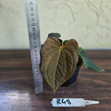 Load image into Gallery viewer, #R48 Anthurium Dark Complex x Luxurians