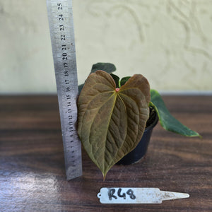#R48 Anthurium Dark Complex x Luxurians