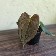 Load image into Gallery viewer, #R48 Anthurium Dark Complex x Luxurians