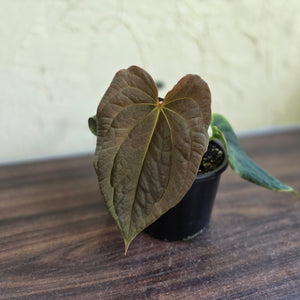 #R48 Anthurium Dark Complex x Luxurians