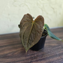 Load image into Gallery viewer, #R48 Anthurium Dark Complex x Luxurians