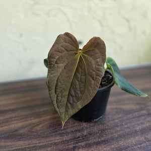#R48 Anthurium Dark Complex x Luxurians